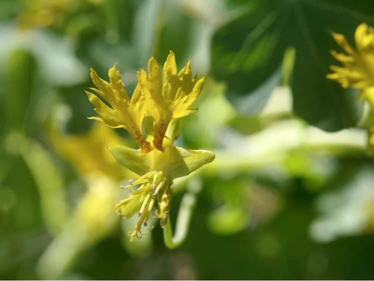 You are currently viewing Fleurs de Creeper des Canaries: Comment faire pousser des vignes de Creeper des Canaries