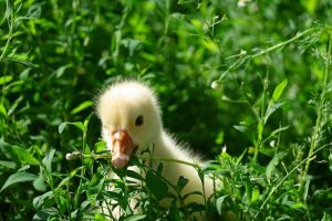 Lire la suite à propos de l’article Planter un jardin à l'épreuve des oiseaux aquatiques : découvrez les plantes que les canards et les oies ne mangeront pas