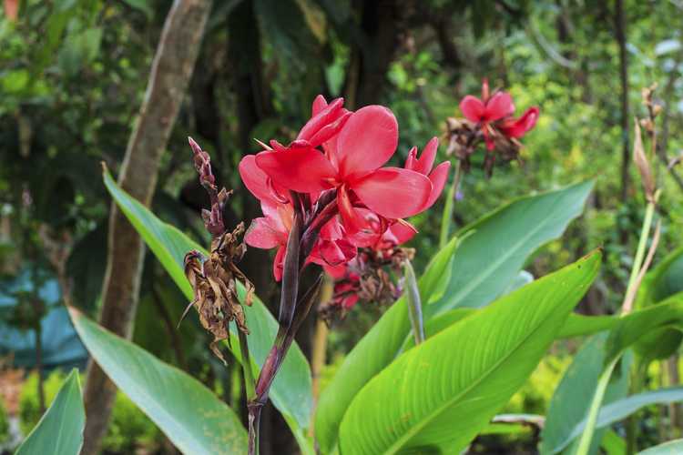 You are currently viewing Canna Lily Deadheading: Conseils pour les plantes de Canna Lily Deadheading