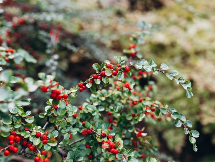 You are currently viewing Faits sur le Cotoneaster aux canneberges : Apprenez à cultiver un Cotoneaster aux canneberges