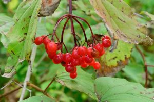 Lire la suite à propos de l’article Plants de canneberges en corymbe : prendre soin des arbustes de canneberges américaines