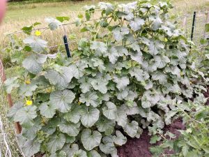 Lire la suite à propos de l’article Cantaloup sur un treillis : comment faire pousser des cantaloups verticalement