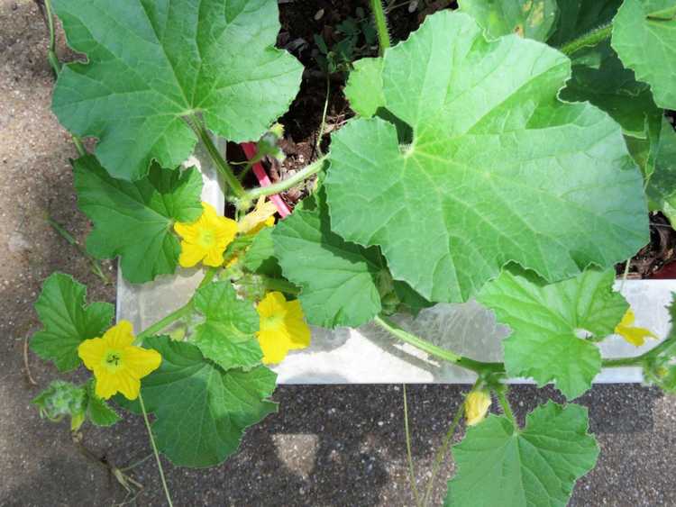 You are currently viewing Cantaloup cultivé en pot : entretien du cantaloup en pots