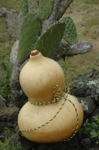 Lire la suite à propos de l’article Artisanat avec des courges : comment fabriquer des gourdes à eau à partir de courges séchées