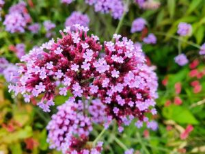 Lire la suite à propos de l’article Entretien des plantes de verveine : comment faire pousser des plantes de verveine