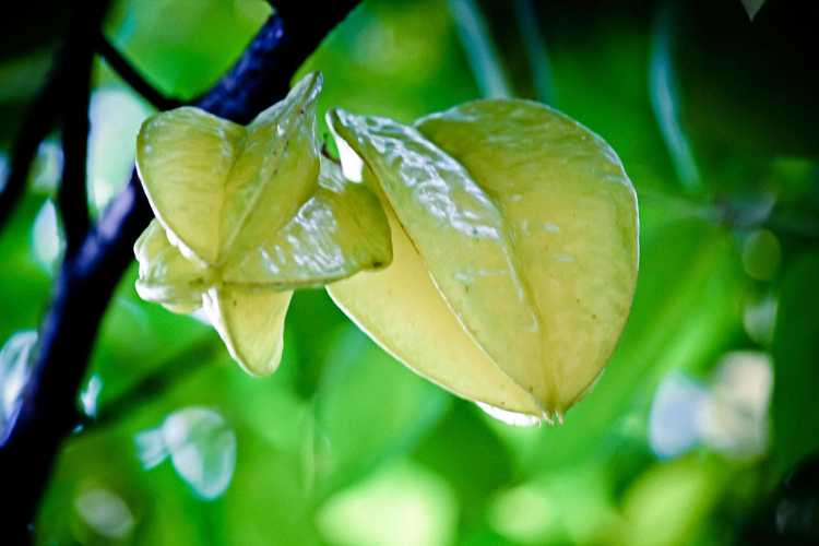 You are currently viewing Carambole cultivée en pot : Comment faire pousser des caramboles en pots