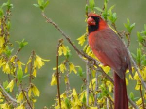 Lire la suite à propos de l’article Les oiseaux mangent mes fleurs : pourquoi les oiseaux mangent-ils des boutons floraux