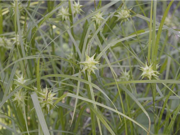 You are currently viewing Informations sur le carex de Gray : Comment faire pousser des plantes de carex de Gray