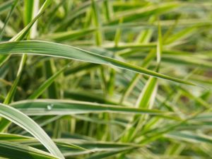 Lire la suite à propos de l’article Qu'est-ce que le carex japonais : comment faire pousser des plantes de carex japonais