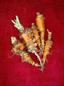 Lire la suite à propos de l’article Lutte contre les nématodes à galles : sauver les carottes affectées par les nématodes à galles