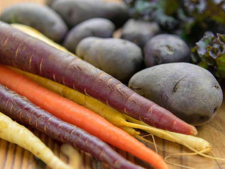 You are currently viewing Légumes irlandais – Cultiver des légumes trouvés dans les jardins irlandais