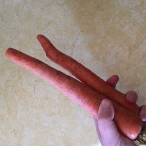 Lire la suite à propos de l’article Informations sur les carottes Danvers : Comment faire pousser des carottes Danvers