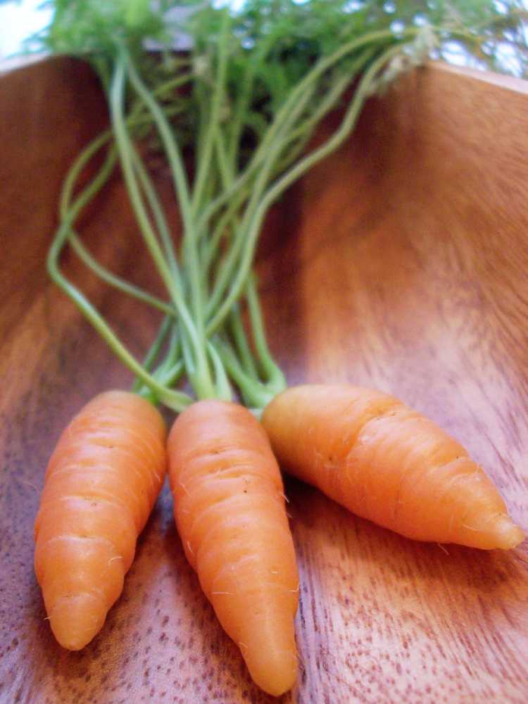 You are currently viewing Que sont les carottes nantaises : comment cultiver des carottes nantaises