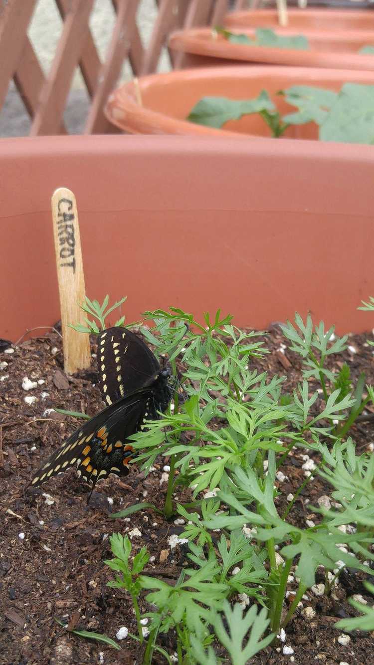 You are currently viewing Cultiver des carottes pour les papillons machaons noirs : les machaons noirs mangent-ils des carottes