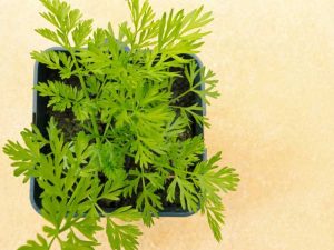Lire la suite à propos de l’article Jardin de carottes d'intérieur : conseils pour cultiver des carottes à l'intérieur