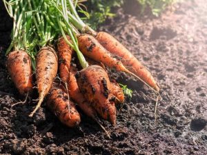 Lire la suite à propos de l’article Carottes dans la chaleur de l'été – Comment faire pousser des carottes dans le sud