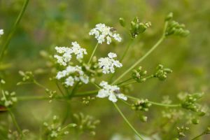 Lire la suite à propos de l’article Variétés de carvi – Existe-t-il différentes espèces de plantes de carvi que vous pouvez cultiver