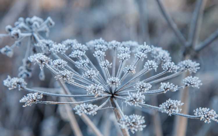 You are currently viewing Soins d'hiver au carvi – Résistance au froid du carvi dans le jardin