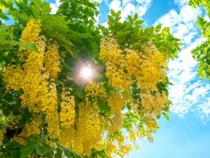 Lire la suite à propos de l’article Cultiver des arbres Cassia – Conseils pour planter un arbre Cassia et ses soins