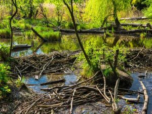 Lire la suite à propos de l’article Comment les habitats et les étangs des castors peuvent aider les paysages