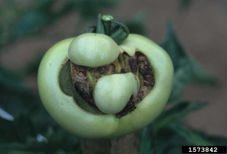 You are currently viewing Déformation des fruits en face de chat : En savoir plus sur la face de chat sur les tomates