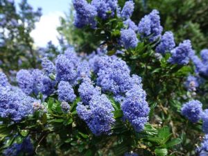 Lire la suite à propos de l’article Fleurs de Ceanothus : Conseils pour prendre soin du Ceanothus Soapbush