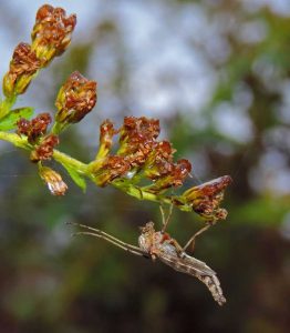 Lire la suite à propos de l’article Cécidomyie des fleurs dans les plantes: comment lutter contre les parasites des moucherons dans les boutons floraux