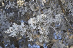 Lire la suite à propos de l’article Dommages hivernaux aux cèdres : réparer les dommages hivernaux sur les cèdres