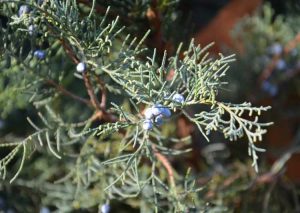 Lire la suite à propos de l’article Informations sur le cèdre de montagne : le pollen du cèdre de montagne vous cause-t-il des problèmes