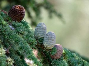 Lire la suite à propos de l’article Guide de plantation de graines de Deodar – Comment faire pousser un cèdre Deodar à partir de graines