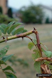 Lire la suite à propos de l’article Girdlers de tige de rosier – Conseils pour lutter contre les foreurs de la canne à rosier