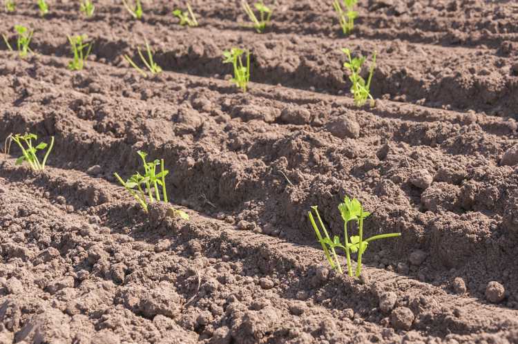 You are currently viewing Espacement des plants de céleri : à quelle distance planter le céleri