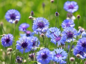 Lire la suite à propos de l’article Comment faire pousser des graines de bouton de baccalauréat : conserver les graines de bouton de baccalauréat pour la plantation