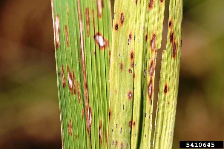 You are currently viewing Cercosporiose du riz – Traiter la tache brune étroite du riz