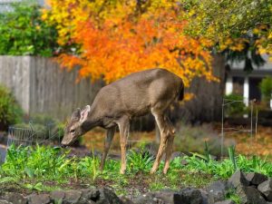 Lire la suite à propos de l’article Jardinage à l'épreuve des cerfs : quels légumes sont résistants aux cerfs