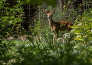 Lire la suite à propos de l’article Couvre-sol à l'épreuve des cerfs – Plantes couvre-sol que les cerfs laissent seuls