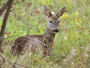 Lire la suite à propos de l’article Plans de jardin résistant aux cerfs – Créer un jardin résistant aux cerfs