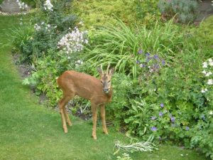 Lire la suite à propos de l’article Liste des plantes résistantes aux cerfs – Découvrez les plantes résistantes aux cerfs