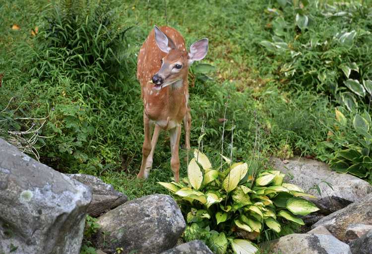 You are currently viewing Crottes de cerf sur les plantes : la fertilisation avec du fumier de cerf est-elle sans danger