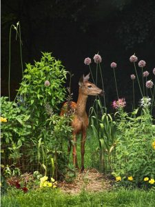 Lire la suite à propos de l’article Jardinage de camouflage : dissuader les ravageurs et les ravageurs du jardin