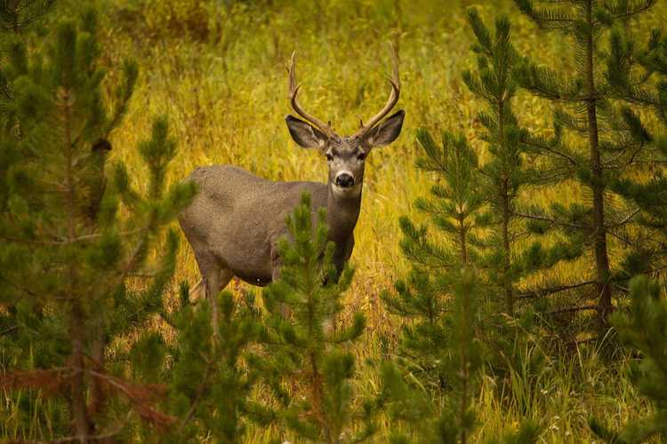 Lire la suite à propos de l’article Conifères à l'épreuve des cerfs : existe-t-il des conifères à feuilles persistantes que les cerfs ne mangeront pas