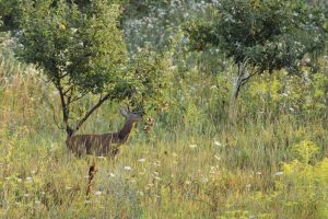 Lire la suite à propos de l’article Cerfs mangeant des arbres fruitiers : comment protéger les arbres fruitiers des cerfs