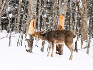 Lire la suite à propos de l’article Comment protéger les arbres des cerfs