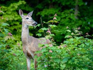 Lire la suite à propos de l’article Protection des arbres contre les cerfs : protéger les arbres nouvellement plantés des cerfs