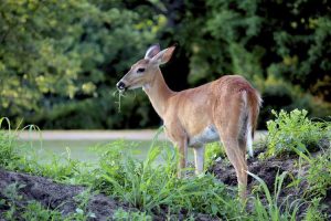 Lire la suite à propos de l’article Roses et cerfs – Les cerfs mangent-ils des plants de roses et comment les conserver