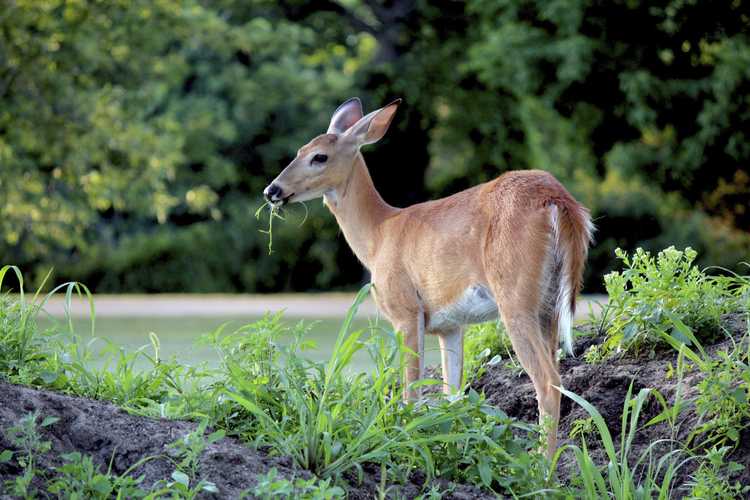 You are currently viewing Roses et cerfs – Les cerfs mangent-ils des plants de roses et comment les conserver