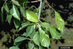 Lire la suite à propos de l’article Qu'est-ce que le virus nécrotique de la marbrure rouillée – Contrôler la marbrure nécrotique de la rouille dans les cerises