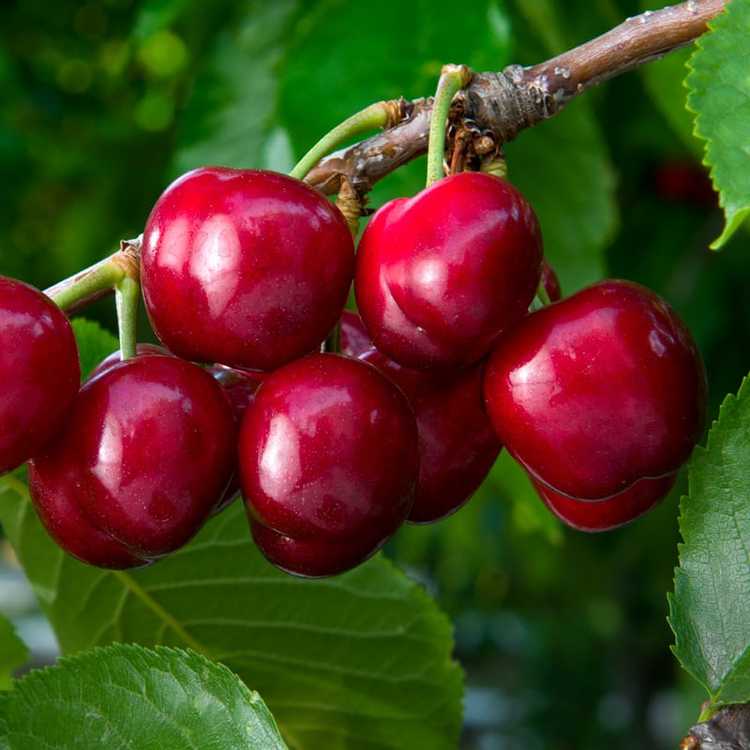 You are currently viewing Cerises de champagne corail – Comment faire pousser des cerisiers de champagne corail