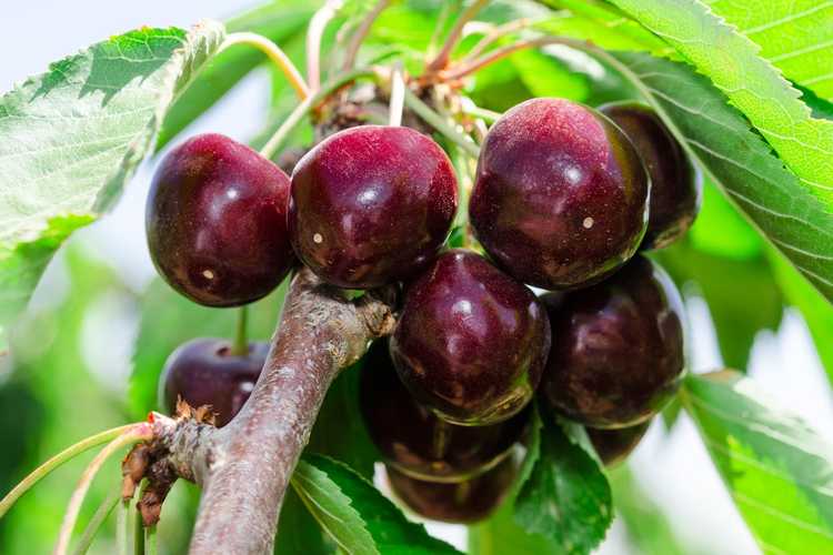 You are currently viewing Informations sur les cerises 'Black Tartarian' : Comment faire pousser des cerises noires de Tartarie