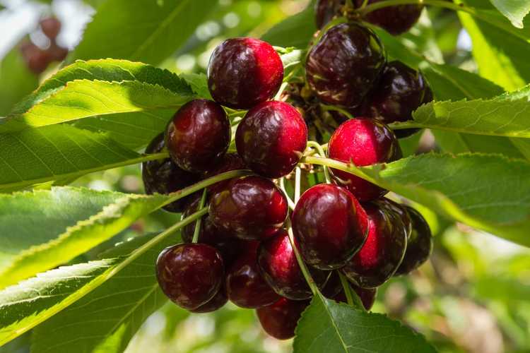 You are currently viewing Soins des cerises Cristalina – Conseils pour la culture des cerises Cristalina